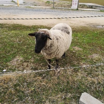 こめこめさんのプロフィール画像