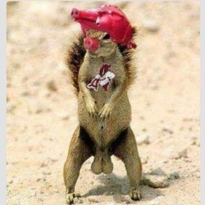 I don't twit much. Just here to follow my Hogs.