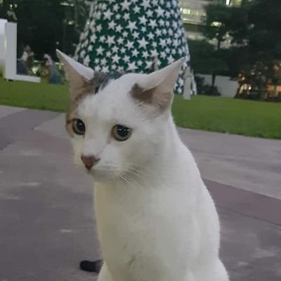 meowさんのプロフィール画像