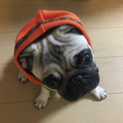 shironoah's profile picture. 邦ロックのライブに出没します。10-FEETが特に好き🎵G-FREAK・ROTTEN・MINAMINiNEも鉄板🎵好きな事を好きな時にやってる駄目サラリーマンです。突然無言フォローしますがよろしくお願いします🙋‍♂️2019.01/10生まれのパグ(ぺた)♂飼ってます🐕ぺた投稿多め