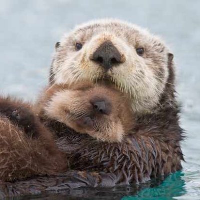 just two otters who floated from ky to ny and logged onto the https://t.co/eRrfSEG7LW for some hot takes 

they/she