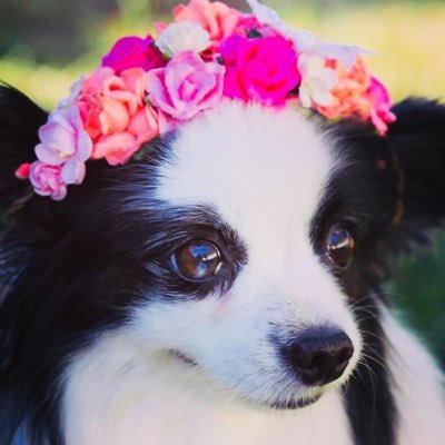 PhoenixVetNurse's profile picture. 