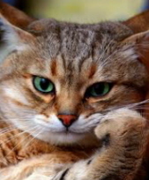 alweerek's profile picture. 