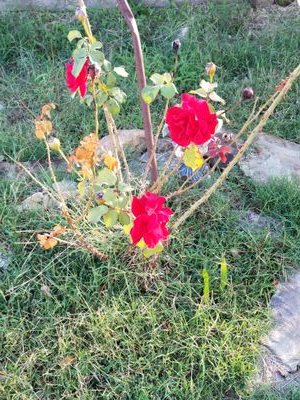 verataylor151's profile picture. 