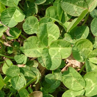 twuvan_kuros's profile picture. YouTubeでゲームやアクアリウムの動画を投稿しております。 夫婦2人でやっています。URL→https://t.co/A5caYPELjx 趣味で行なっていることも発信していく予定です‼︎ よろしくお願いいたします。