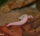 I'm Desmond and here you can follow me and my Leopardgecko's