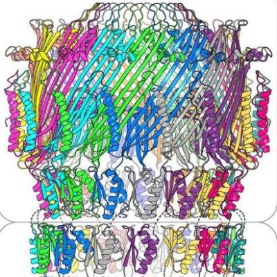 Tweets from Lithgow Lab members. Core research areas: Bacteriophage discovery and evolution, cell envelope biology and understanding and reversing AMR.