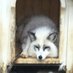 動物、植物、昆虫関連リツイート用低浮上 (@lovedoubututati) Twitter profile photo 動物、植物、昆虫関連リツイート用低浮上 (@lovedoubututati) Twitter profile photo