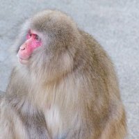 sk猿(@ZOnFn3D7ExdAZvv) 's Twitter Profileg