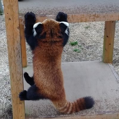 趣味用アカウント
🐿🤍