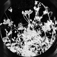 Loma Prieta (@_lomaprieta) 's Twitter Profile