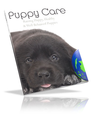 mypuppycare101's profile picture. Veterinarian helping dog lovers raise happy, healthy and well behaved puppies