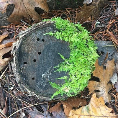 Raquel_Moonleaf's profile picture. Artistic, Earthy & Wildly-Analytical 🍃"SOULopreneur Creative"🍃