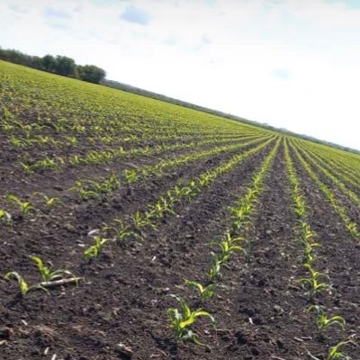 AleMaiocco1's profile picture. Productor Agropecuario/Acopiador