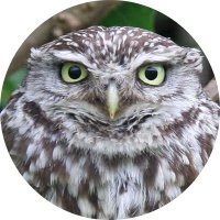 David Brown 🏴󠁧󠁢󠁥󠁮󠁧󠁿🇬🇧(@DaveB_Birding) 's Twitter Profile Photo