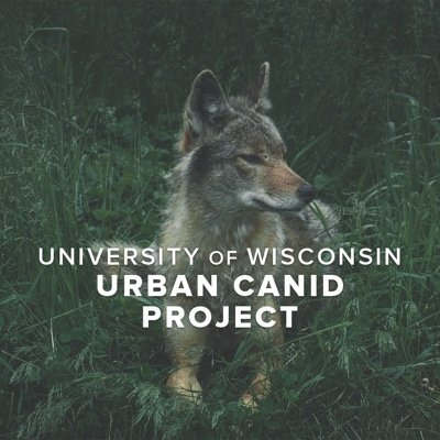 Led by Dr. David Drake of the UW-Madison Department of Forest and Wildlife Ecology, this project aims to learn more about urban canid populations in Madison, WI