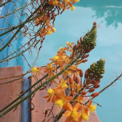 COMANDANTEmom's profile picture. Soy Leo y Sol y Serpiente de Fuego...fuaaa hay algo peor??