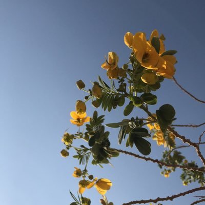 A_sa_so's profile picture. 