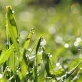 turfdarren's profile picture. Turfie - passionate about turfgrass, team culture and leadership.  Investor and Collector.