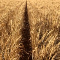 splinta haworth (@haworthsplinta) 's Twitter Profile Photo