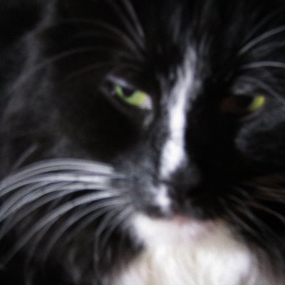 Rescue Kitty From PAWS. Love Catnip Mousies And Snuggles. I Have A Brofur Fluffles No Bots. Adopt Don't Shop BlueWave 2020 Proud Member #CuteCatsClub