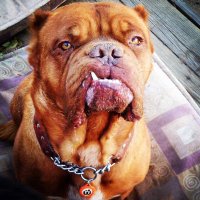 Marley's Mutts (@mmdogrescue) 's Twitter Profile
