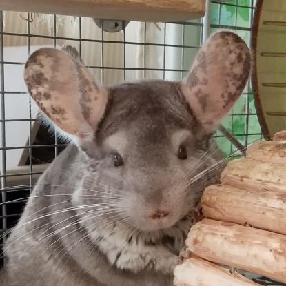 うさぎとチンチラの飼い主。
この子達のためにも、日本が住みやすく調和の取れた、愛され続ける国であって欲しいと願う一人です。
投稿は少なく、閲覧してる事が多いです。