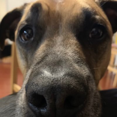 JodieThomson6's profile picture. Risk Management specialising in Recreation and Aquatic environment.