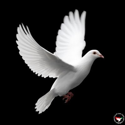 ۛ ּڪــنۨ ۖ ڪــٰٱ̍ڷــحۡــمۘــٰا̍مۘ ۛ ּٺــٰا̍ٺــېْۧ بــڛۜــﻼ̍ۙمۘ ̨ﯟٺــذهــب بــڛۜــﻼ̍ۙمۘ🕊