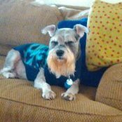 Freddy was my faithful Schnauzer for 13years. He was my gorgeous boy & best friend. No Lists•No GRAPHIC pics