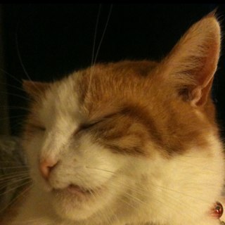 KathyRPike's profile picture. Crazy ferret boot lady