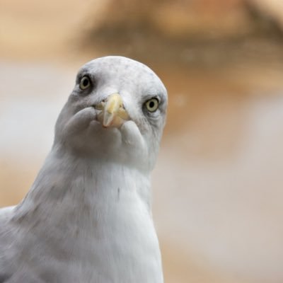 LouisBelasco's profile picture. 