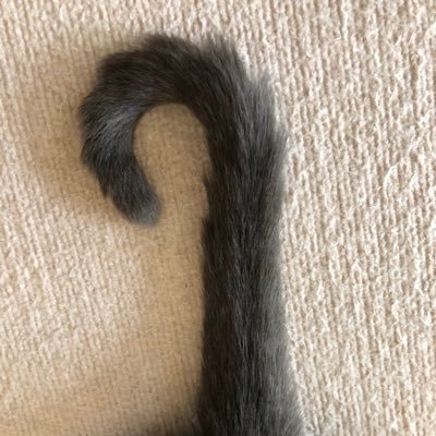 ねるねさんのプロフィール画像