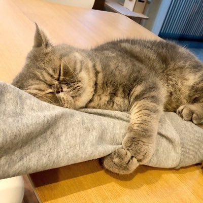 foojanee's profile picture. 