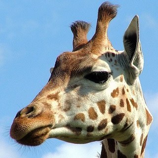girafferlicious's profile picture. pretty much the coolest person you'll know