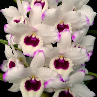 Yamamoto Dendrobiums (@ydendrobium) 's Twitter Profile