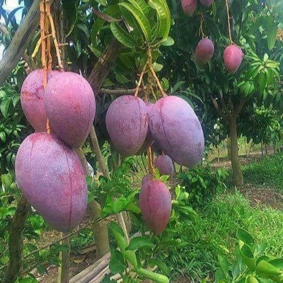 gnatalreef's profile picture. مشاتل زراعية متخصصة في بيع شتلات الفاكهه و تنفيذ شبكات الري وتجهيز مزارع الفاكهه والتثقيف الزراعي ( واتساب 0505662849 )