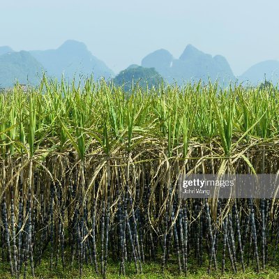 Working for wellness of the Sugar Farmers