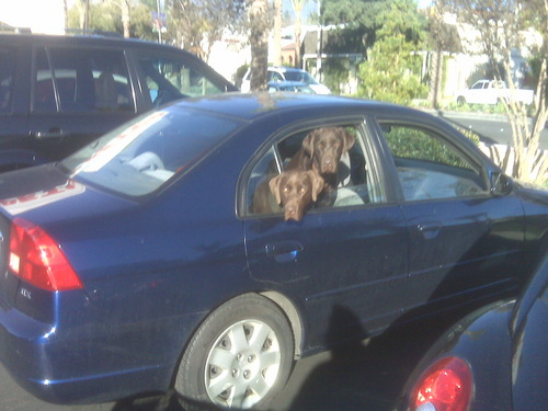 Brodycat's profile picture. Slave to my dogs, Bear Down Arizona