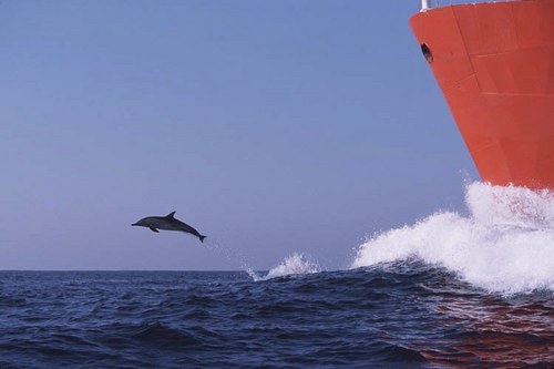 pepecohens's profile picture. 