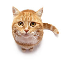 CapnDostoevsky's profile picture. silly ninja kitten, @sgtJimmyDoyle's pet, a gift from @AulacMacBeth