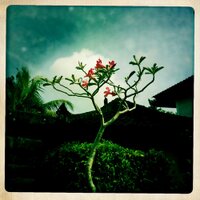 wangyal (@wangyal) 's Twitter Profile