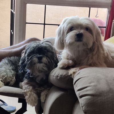 arglasfurd's profile picture. 