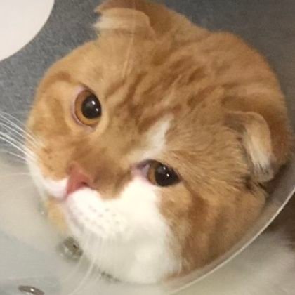 oikei54's profile picture. 