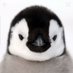 🐧펭티켓대리🐧 (@ticket_peng) Twitter profile photo 🐧펭티켓대리🐧 (@ticket_peng) Twitter profile photo