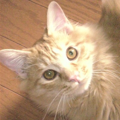 チャトランさんのプロフィール画像