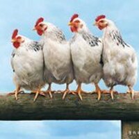 SCU Animal Law Club (@scualc) 's Twitter Profile