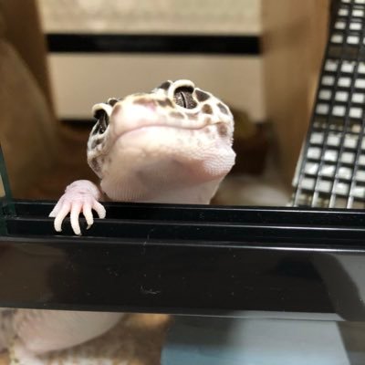 azuki_karashi's profile picture. ほとんど呟きません