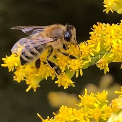mveniot1's profile picture. married with two children, into beekeeping for 4 years, dog lover and retired conservation officer with 32 yrs service.