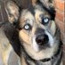 Isobel Wilkerson (@isobel51776810) Twitter profile photo Isobel Wilkerson (@isobel51776810) Twitter profile photo